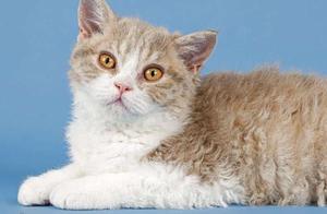 Psychology: Which cat do you feel is the oldest? Test if you have hidden rich woman traits