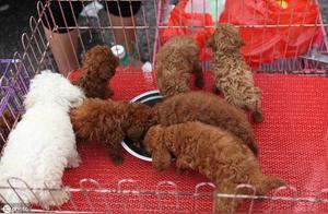 Teddy Dogs are Smart and Lively, Easy to Raise, Why Are They Cheaper Than Other Dog Breeds?