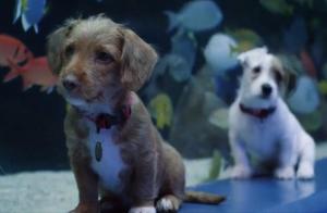 Xiao Lang Wang (Small Wave Wang) Visits Aquarium for a Tour – Super Cute Veteran Dogs!