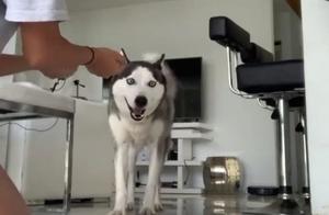 Owner Attempts a Hug, Husky Immediately Stays on the Ground: It's a Trick!