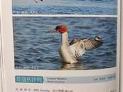 Common Teal of the Yellow River Delta
