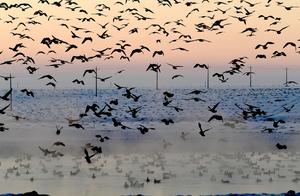 Small Village in Inner Mongolia: Migratory Birds Don't Migrate South