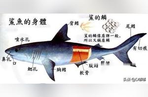 Why Do Sharks Die If They Stop Swimming?