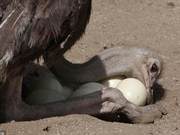 The Lioness Tried to Find Food for Her Cub, Was Kicked by an Ostrich and Had a High Fever