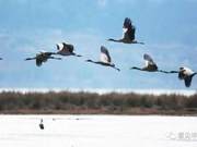 Black-Necked Cranes Gradually Migrate North: Bijie Grassland, See You Again Next Year