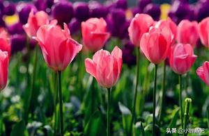 Tulips in Changdao Park, Wuxing District, Huzhou (Springtime Lilies, Original Village Town Cherry Blossoms, Jianyun Mountain Rhododendrons)