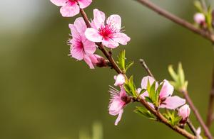 Beautiful Shandong: Appreciating the Wonderful Beauty in the Mystical Sea of Flowers at Qianfo Mountain