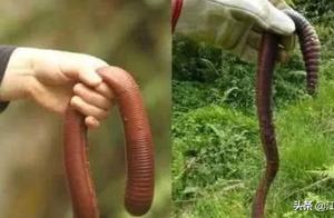 The World's Largest Earthworm, Measuring 3 Meters Long, Is Gentle and Adorable