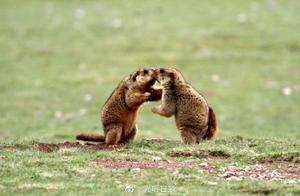 World Wildlife Day: Update Wildlife Protection List as Soon as Possible