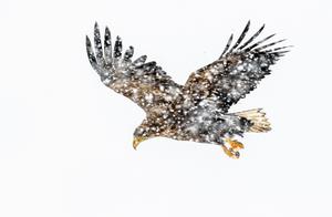 Wildlife Photographer Gu Baocheng Tells You, the Beauty of Flying in the Snow and Wind Is Suffocatingly Beautiful