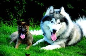Dogs are our friends, but what about native dogs?