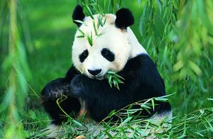 An American Man Once Stole Two Giant Pandas from China, and the Outcome Made People Angry