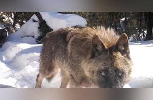 The Alpha Wolf Discovers Outdoor Camera, Enthusiastically Licking It; The Other One Waits Patiently: 'Is It My Turn?'