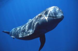 Bowhead Whale