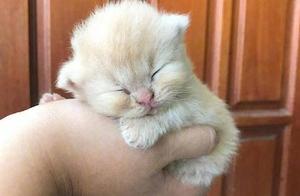 Man Received Parking Ticket After Driving with Kitten