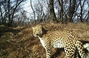 Jiyuan Sees Pallas's Cat Appear Again