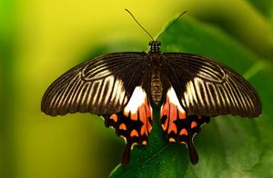 Large-headed Swallowtail Butterfly