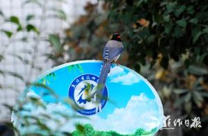 Jiaozuo Gains a ‘Bird Garden’! Take a Look – What Was Captured?
