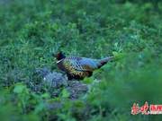 Alert Stone Pheasants Lead Patrol Vehicles in Suburban Beijing