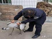 Shangnan Forest Public Security Bureau Rescues Two State-Level Protected Grey Herons