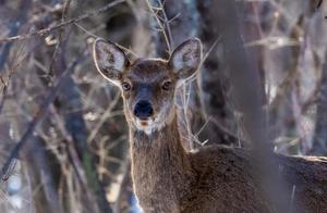 Extremely Rare! Hunchun Captures First-Ever Real Footage of a National Level I Protected Animal – Musk Deer