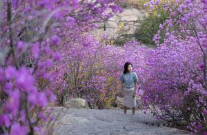 Ten Thousand Acres of Rhododendrons in Qingdao Bloom, Tickets at 40 Yuan Allow You to Admire the Most Beautiful Spring Colors