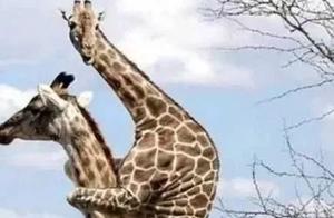 Wow, these birds and animals are amazing! (Part 2)