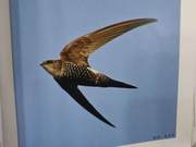 White-throated Needletail Birds of the Yellow River Delta
