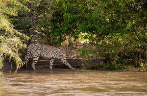 One Large Cheetah Leads Four Young Cheetahs Across a Rapid River Full of Crocodiles