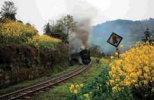 In early spring, when oilseed flowers (rapeseed flowers) are in full bloom, would you like to take a small train to Jiaoyang to admire them?