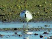‘Critically Endangered’ Spoon-billed Sandpiper Spotted in Hainan Bay