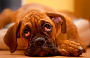 These 6 Behaviors Really Make Dogs Sad and Upset