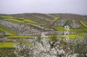 Yangxian Pear Blossoms: Fragrant Petals Falling Like Dreams