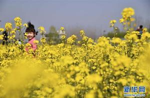Jinan, Shandong: Spring Bloom and Nature Appreciation