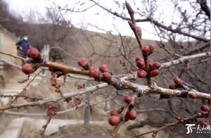 Xinjiang Nalati Cherry Blossom Valley Soon to Open