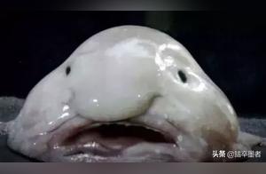 What is the Ugliest Animal in the World? Have You Seen It? Learn Something New!
