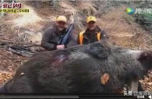 The Largest Wild Boar in the World! Is This a Wild Boar?