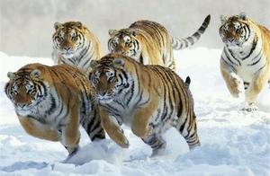 Decades of Tigers Hunting Prey, Almost Lost Several Tigers to the Opposing Side