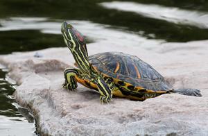 You Frequently Change the Water, But Why Does the Turtle Still Develop Shell Rot?