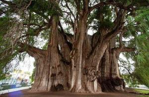 Choose a Tree You Like, Test What Hinders Your Path to Success