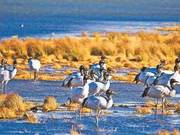 Great Cranes Migrate North for Winter