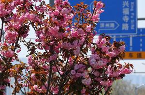 Spring in Western New City is Here! Here's Your Flower Viewing Guide!