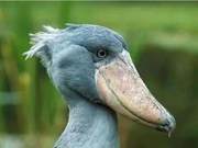 The World's Most 'Spoiled' Bird: Bowing to Humans and Its Role as the Only Crocodile Enemy