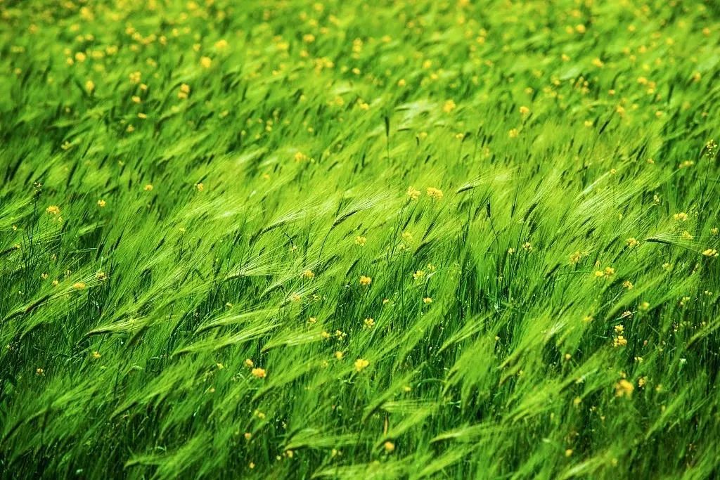 青团|你想了一年的春天限定“青团”来了，外皮软糯，内馅温润，太幸福了！