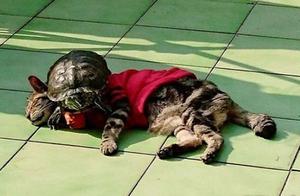 Woman Places Cat and Turtle on Balcony to Sunbathe, Finds Strange Pose Upon Return
