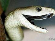 Who is the Most Poisonous Snake in the World? Not the Oujiang Snake or the Black Mamba