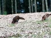 Rare! National Protected Animals Appear Together to Forage