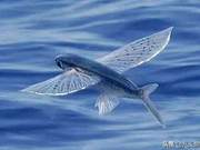 This fish's flight speed reaches 10 meters per second, capable of flying 400 meters; will it evolve into a bird?