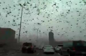 Locusts Swarm Over Bahrain, Paralyzing Traffic and Covering Windshields