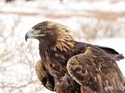 Wild Golden Eagles Return to Nature